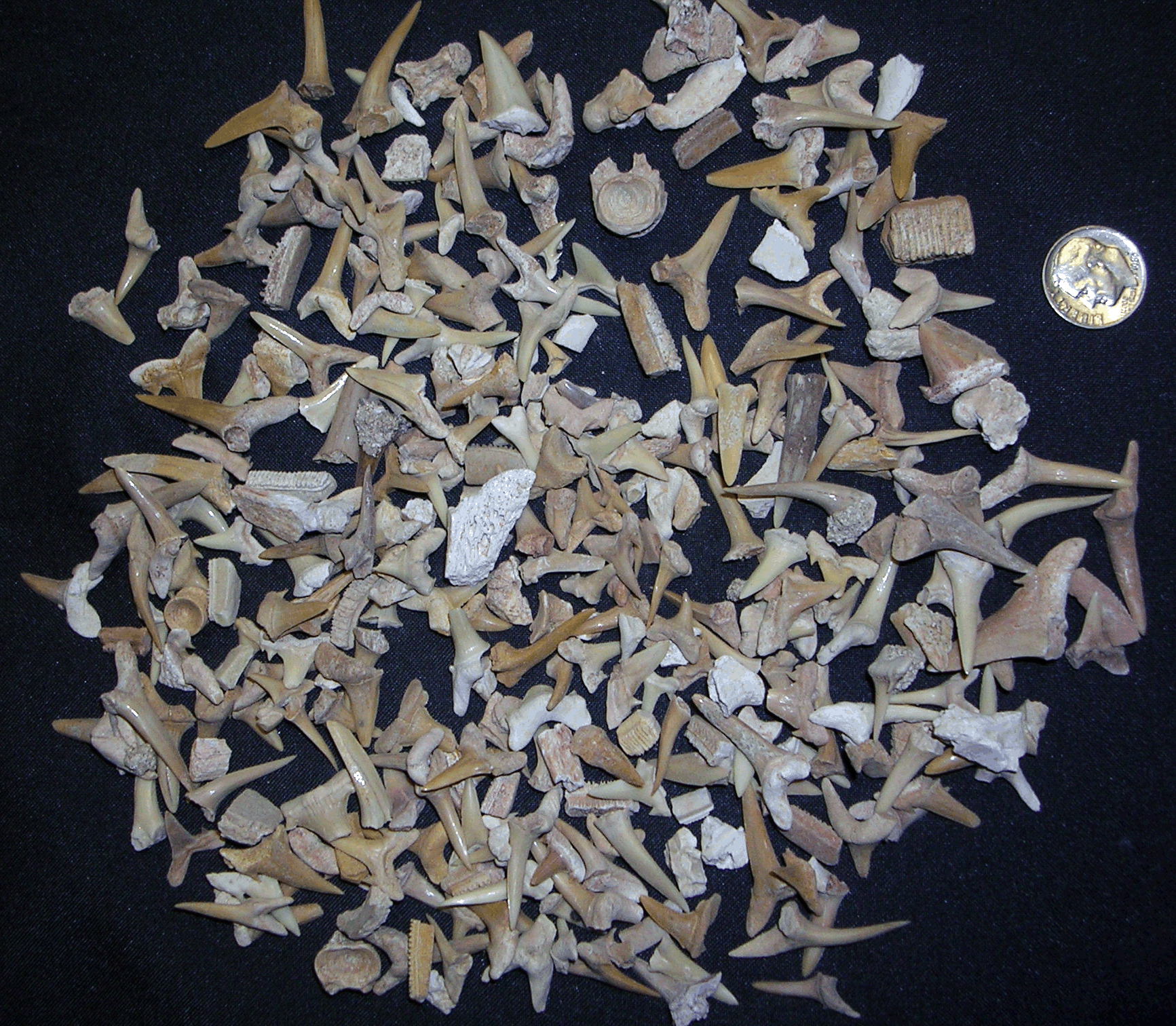 shark teeth